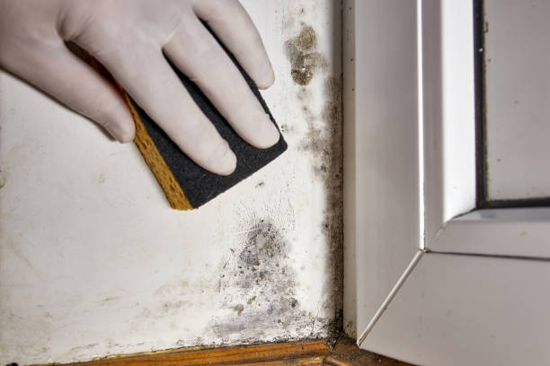 Best Post-Construction Mold Inspection  in Kimberly, ID